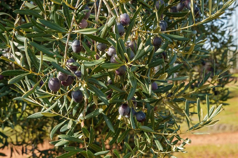 Archivo - Imágenes de campos de olivos en las sierras andaluzas. A 9 de diciembre de 2025 en Córdoba, Andalucía (España). 
