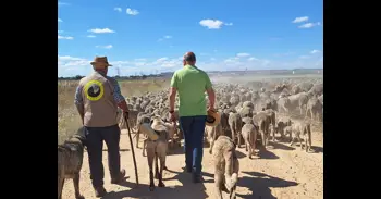 Canales, uno más de los pastores que conducen dos rebaños trashumantes con más de 3.000 ovejas