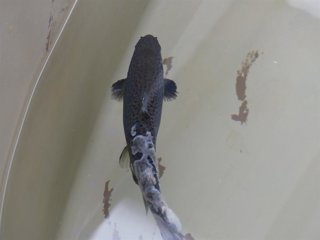 Una nueva técnica de ADN ambiental identifica simultáneamente todos los oomicetos patógenos que aparecen en salmones y cangrejos de río