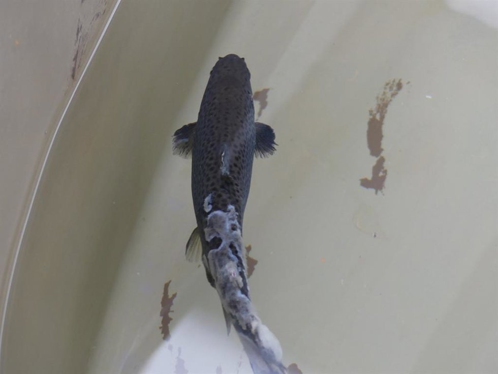 Una nueva técnica de ADN ambiental identifica simultáneamente todos los oomicetos patógenos que aparecen en salmones y cangrejos de río