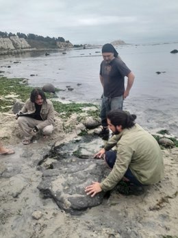 Paleontólogos de la Universidad de Chile confirmaron las presencia de dinosaurios terrestres y aves del Cretácico en Algarrobo / Universidad de Chile.