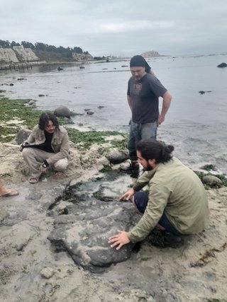 Paleontólogos de la Universidad de Chile confirmaron las presencia de dinosaurios terrestres y aves del Cretácico en Algarrobo / Universidad de Chile.