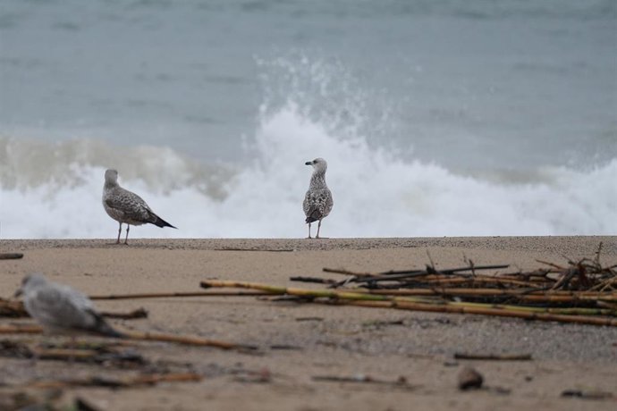 Archivo - Gaviotas en la playa de la Barceloneta durante el temporal, a 19 de enero de 2026, en Barcelona, Cataluña (España). 