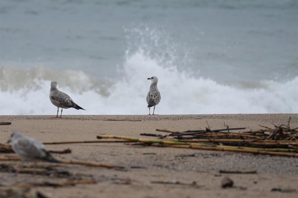 Archivo - Gaviotas en la playa de la Barceloneta durante el temporal, a 19 de enero de 2026, en Barcelona, Cataluña (España). 