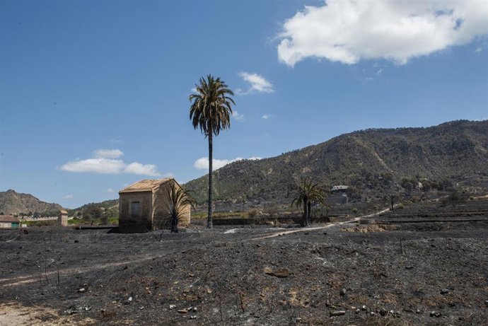 Zonas calcinadas por el incendio en Los Garres