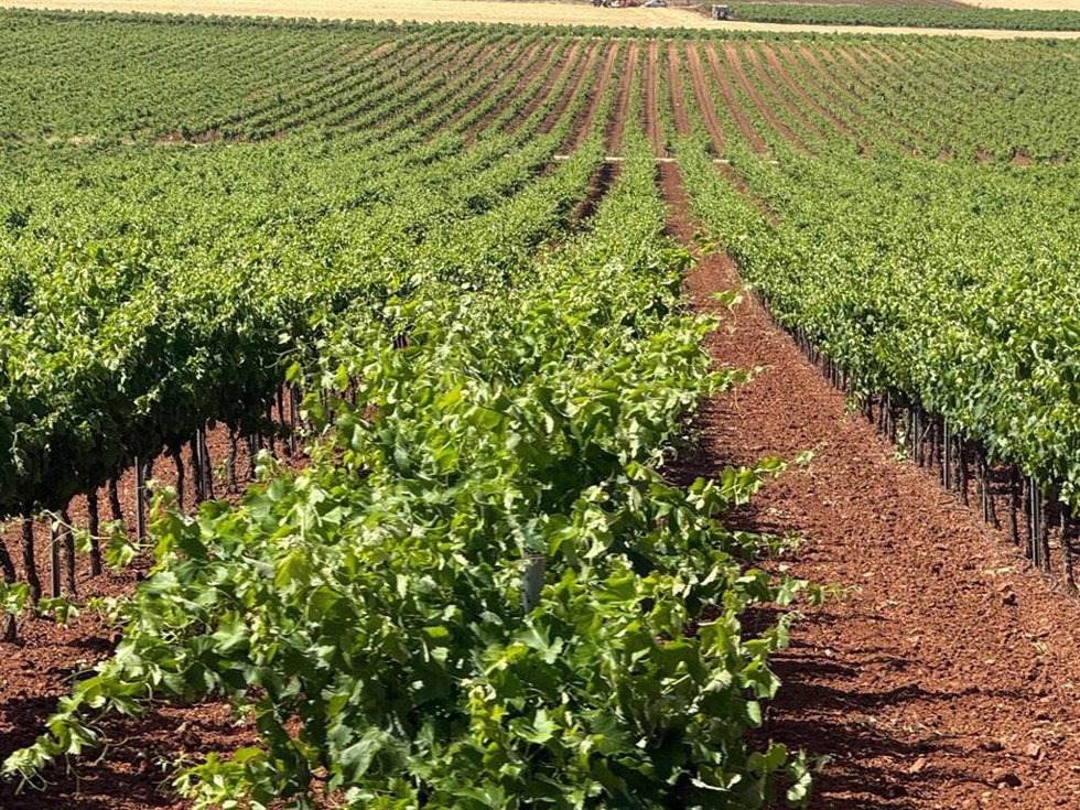 Viñedo en Valdepeñas.