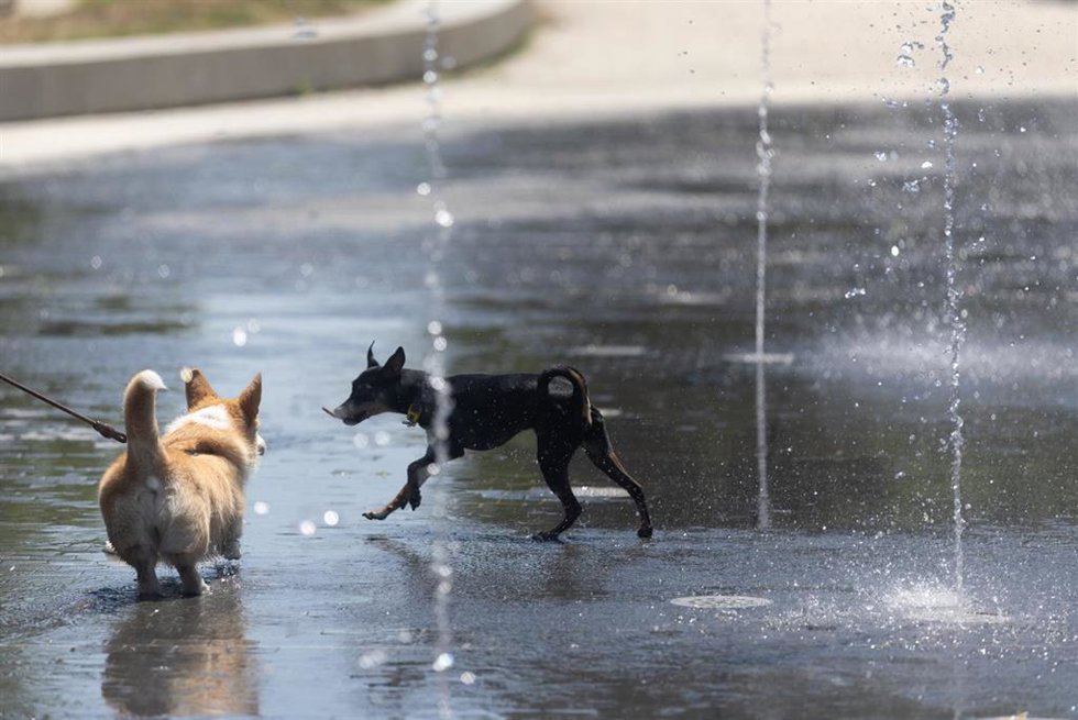 Varias perros juegan en Los chorros de Madrid Río, a 28 de mayo de 2026, en Madrid (España). 