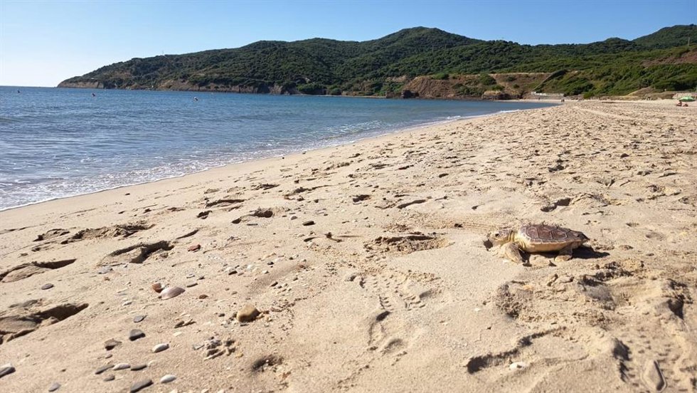 Uno de los ejemplares de tortuga Boba liberados en la playa de Getares en Algeciras.