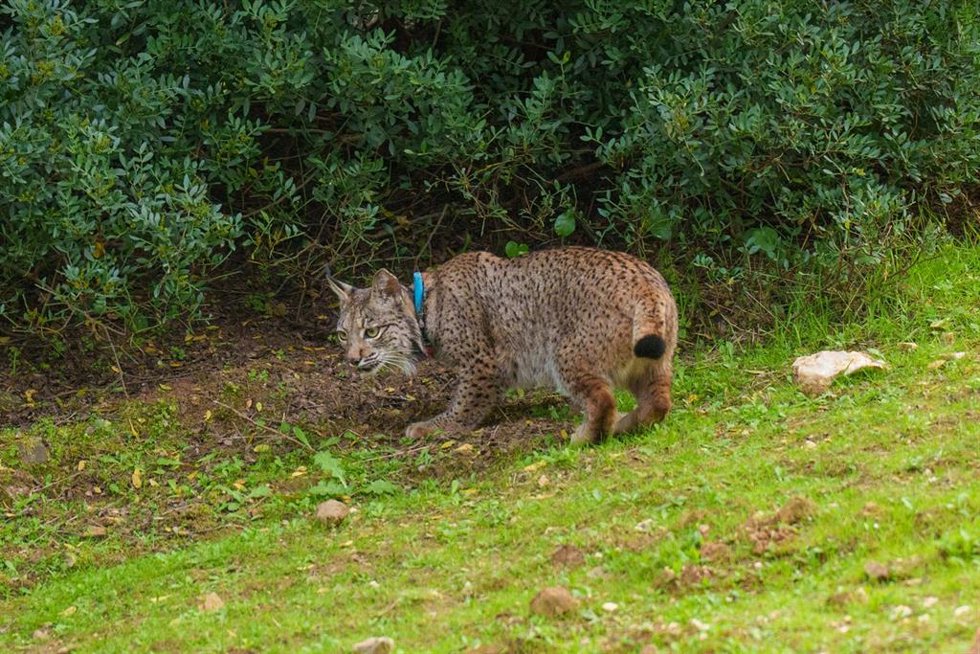 Archivo - Imágenes del lince liberado en la finca La Matallana como imagen de recurso