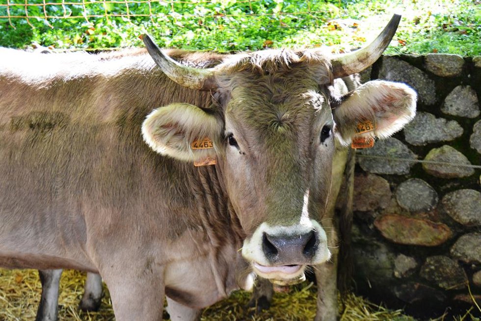 Archivo - Raza de Vaca Bruna del Pirineo