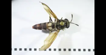 Demuestran que los 'Homo sapiens' europeos consumían menos insectos que los neandertales y las poblaciones tropicales