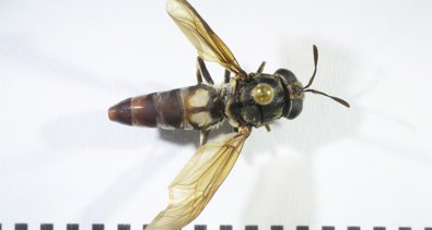 Laboratorio