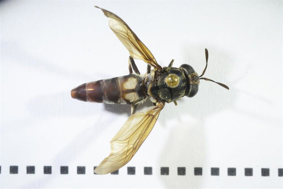 Mosca soldado negra.