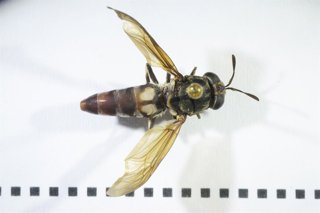 Mosca soldado negra.