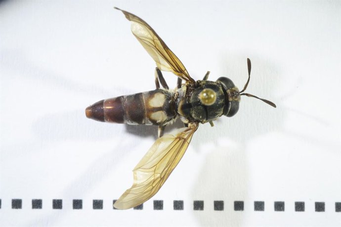 Mosca-soldado-preta.