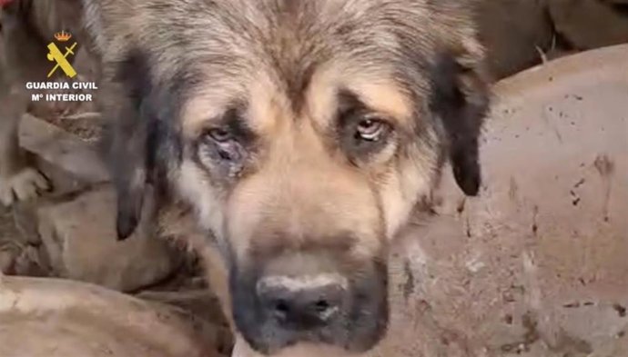 Uno de los perros rescatados por la Guardia Civil