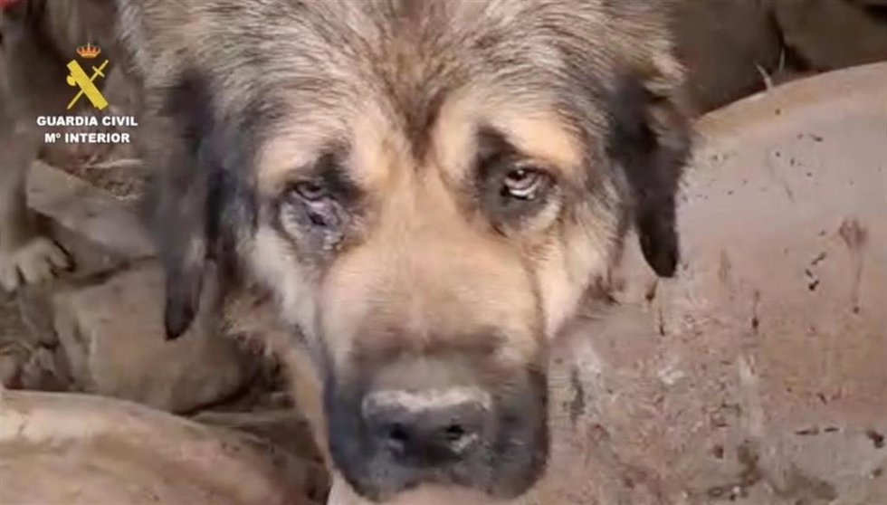 Uno de los perros rescatados por la Guardia Civil