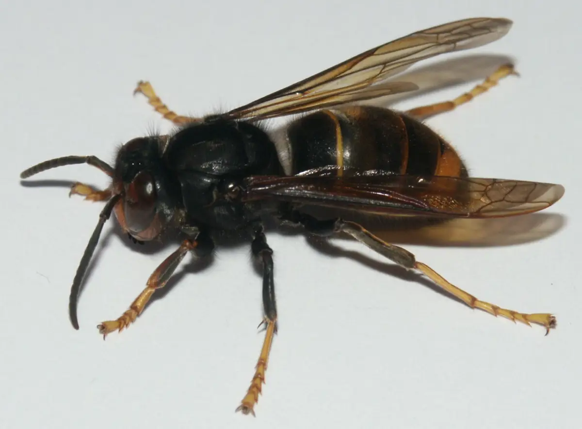Avispa asiática