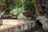 Foto: Una faisana de Edwards nacida en Bioparc Fuengirola, en el proyecto de reintroducción de esta especie en Vietnam