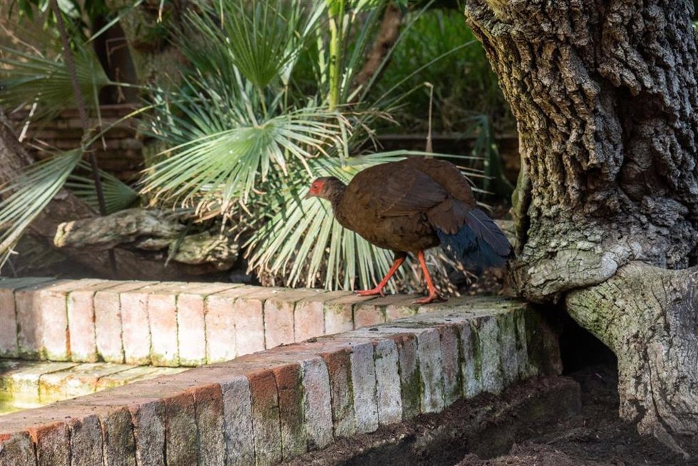 Se trata de la primera especie nacida y protegida en el parque malagueño que participa activamente en un proyecto de reintroducción en la naturaleza