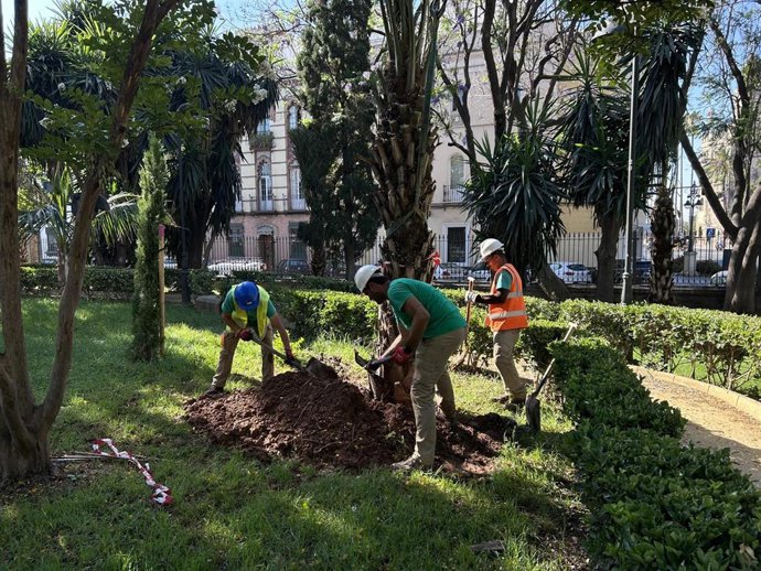 Plantación de nuevos ejemplares en los Jardines de la Caridad en Sevilla.