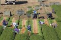 La Junta solicita al Gobierno una reducción de un 35% en los módulos de IRPF para todas las producciones agrícolas