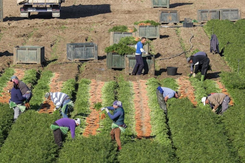 Trabajadores en el campo andaluz.