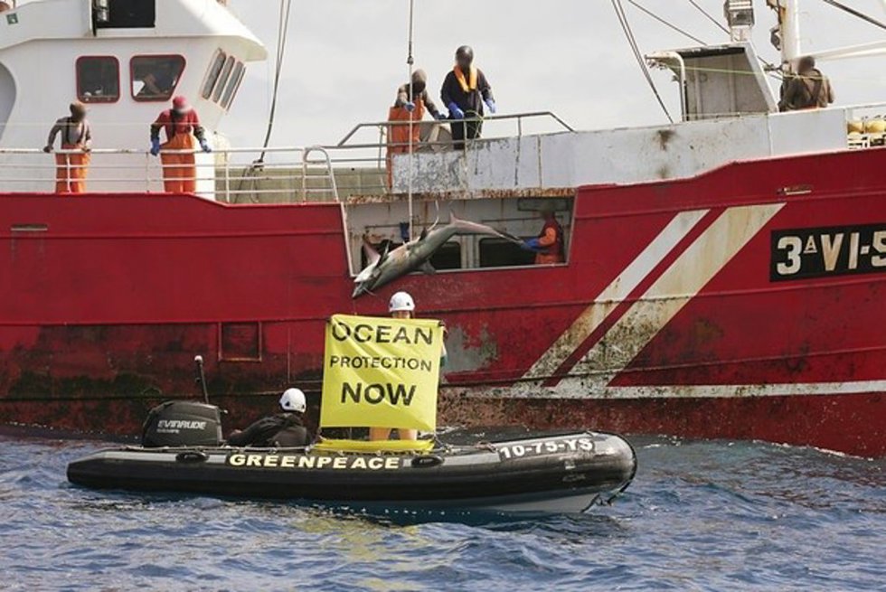 Archivo - Greenpeace sorprende a un barco gallego pescando una especie de tiburón no permitida en alta mar