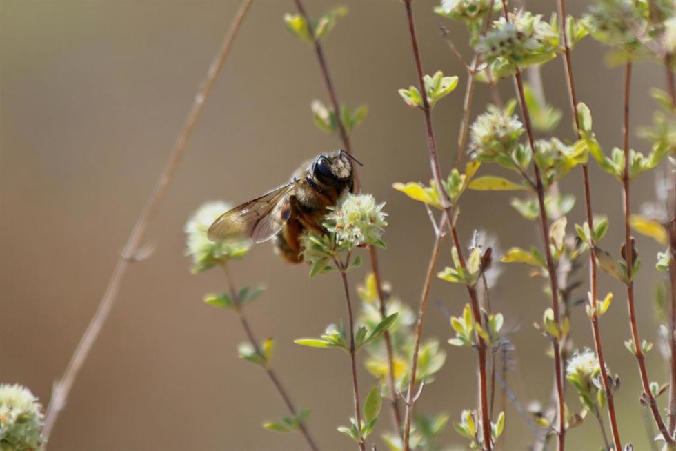 Archivo - Una abeja polinizando.