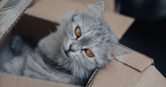 Curiosity