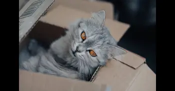 ¿Por qué les gustan las cajas a los gatos?