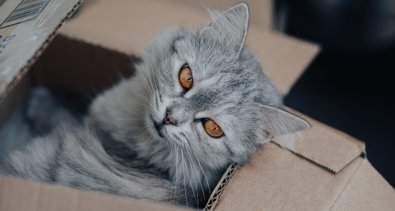 Curiosity