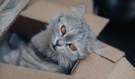 Curiosity
