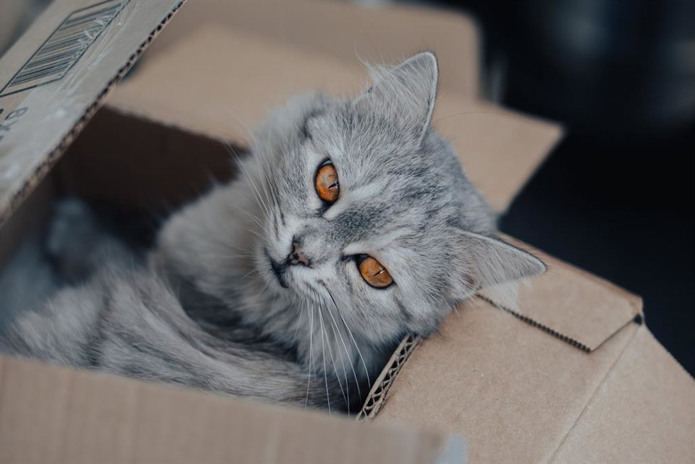 Gato caja