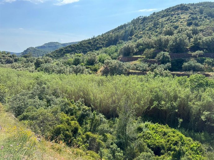 Barranc del carraixet al seu pas per Gàtova