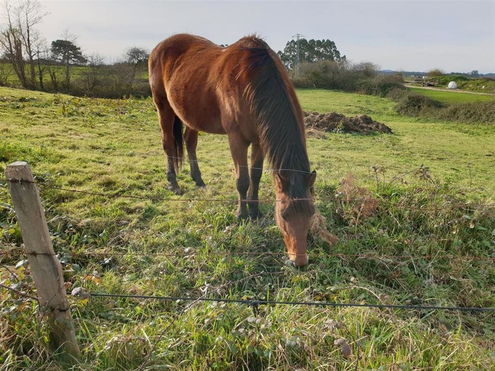 Archivo - Imagen de archivo de un Caballo