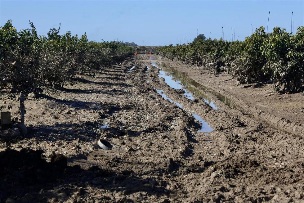 Archivo - Imagen de zonas agrícolas afectadas por el tren de borrascas en Jerez de la Frontera (Cádiz). A 19 de febrero de 2026 en Jerez de la Frontera, Cádiz (Andalucía, España). ARCHIVO