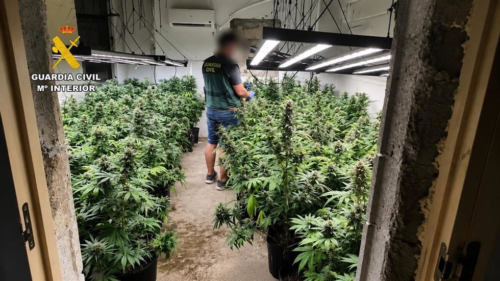 Descubren una gran plantación de marihuana durante un desalojo de una vivienda en Son Servera