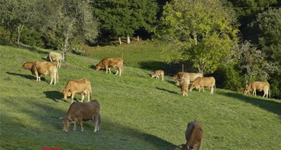 Galicia Rural