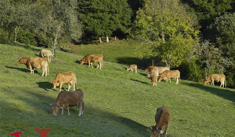 Galicia Rural