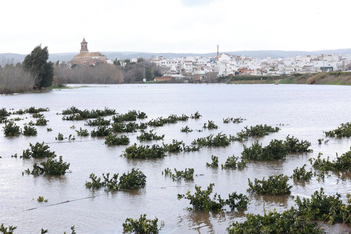 El Gobierno paga 167,3 millones en ayudas a 12.200 agricultores y ganaderos afectados por las borrascas en Sevilla