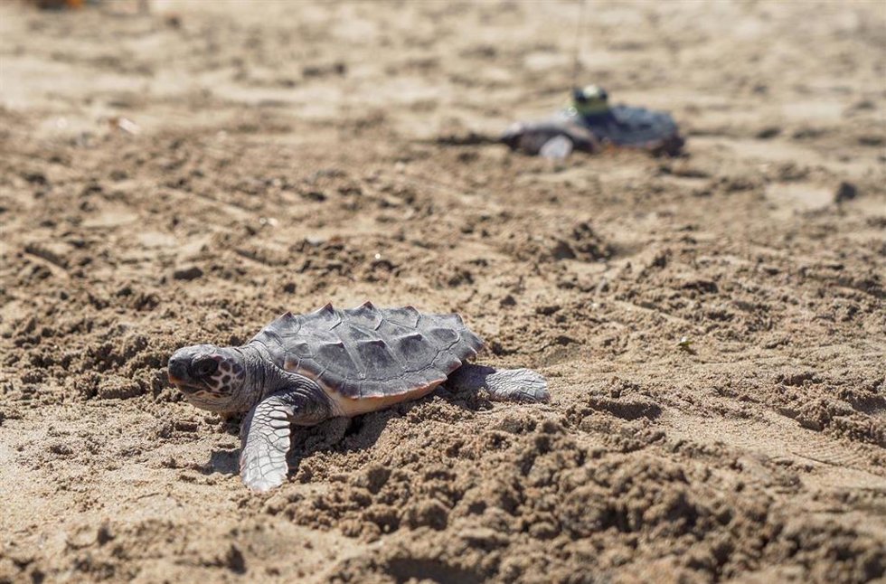 Liberan a 15 tortugas marinas en una playa de Dénia tras haber sido criadas en el Oceanogràfic de València