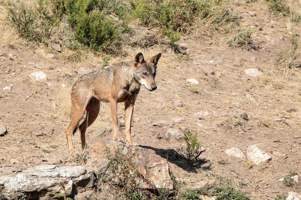 Archivo - Ejemplar de lobo.