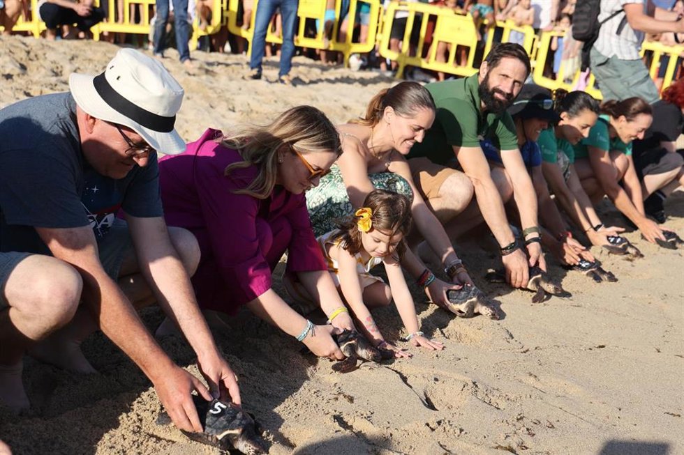 Liberan 39 crías de tortugas marinas en la playa de Can Pere Antoni de Palma