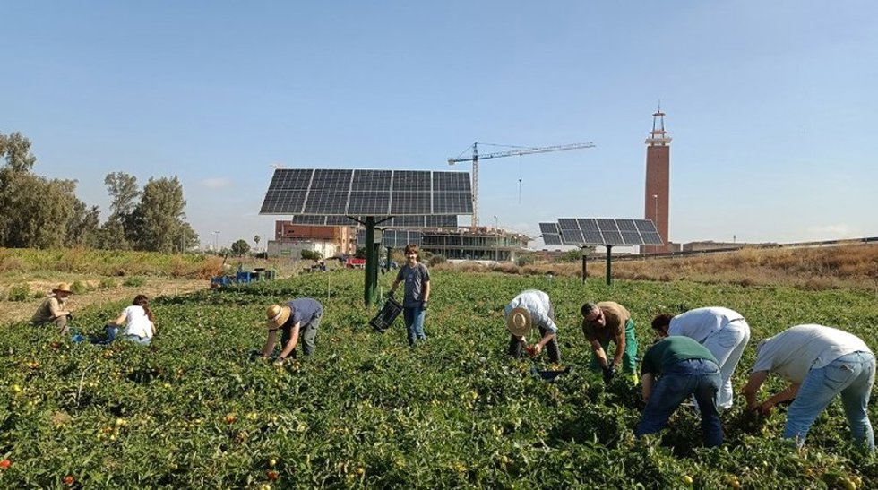 Archivo - La US investiga cultivar hortalizas y generar energía eléctrica a la vez.