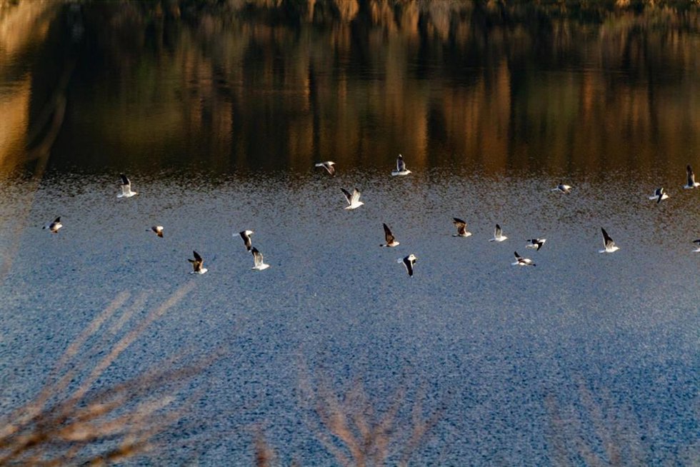Archivo - Varias aves en las lagunas de Ambroz, a 11 de marzo de 2026, en Madrid (España).