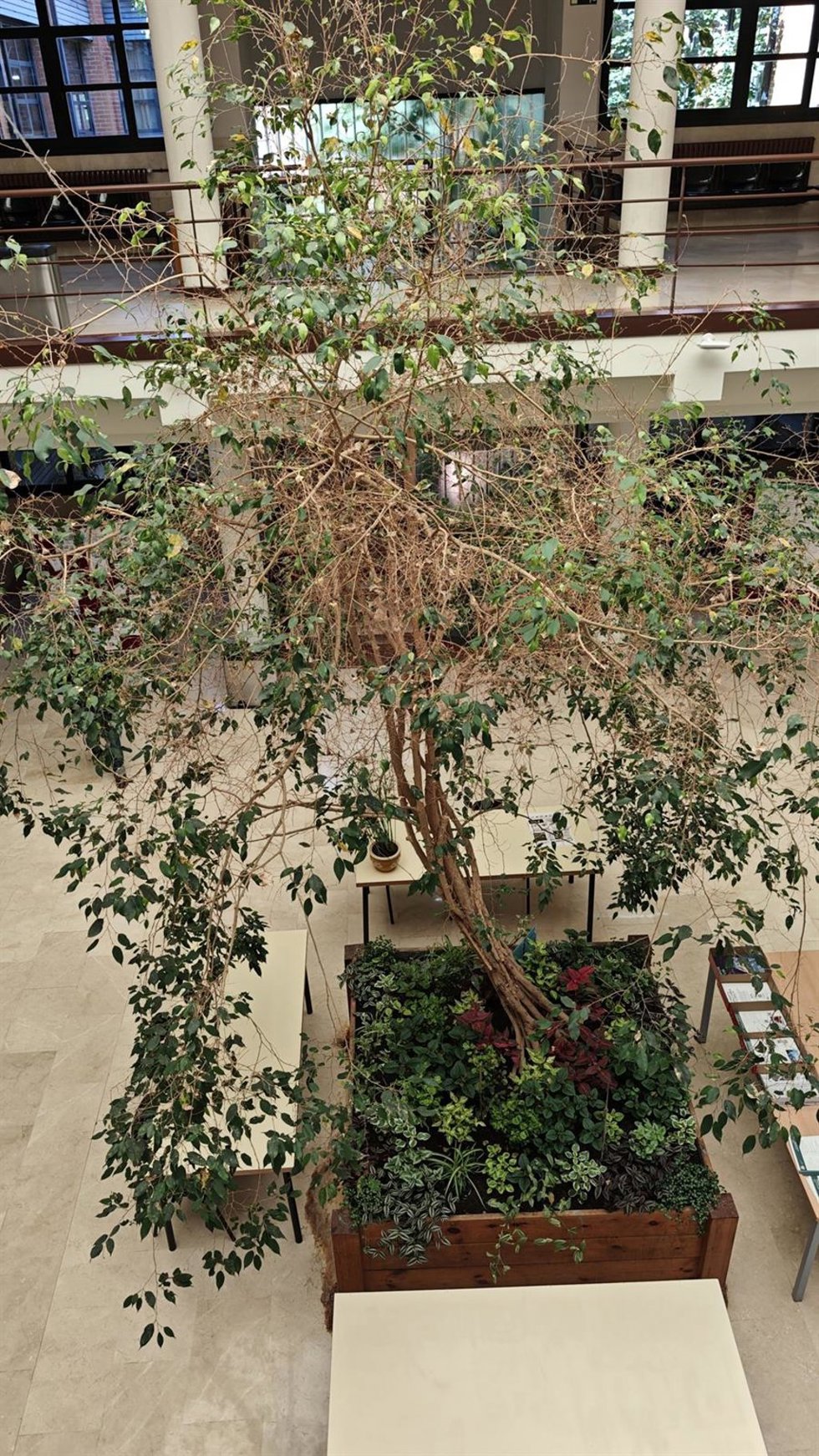 Ficus en el vestíbulo de la Facultad de Biología de la Universidad de Oviedo.