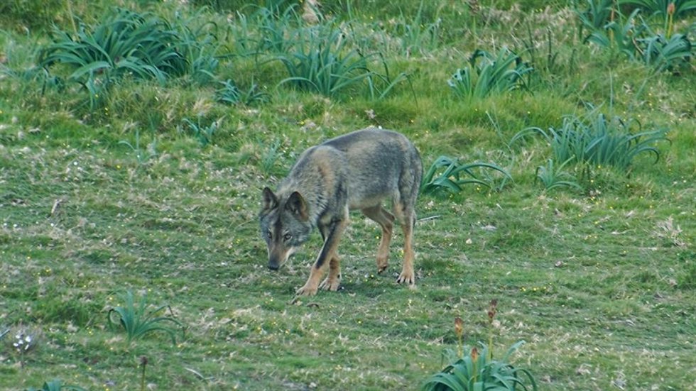 Archivo - [Sevilla] Ndp Un Estudio Coliderado Por La Ebd Csic Revela Que Lobos Ibéricos Reducen Drásticamente Sus Movimientos En Paisajes Humanizados