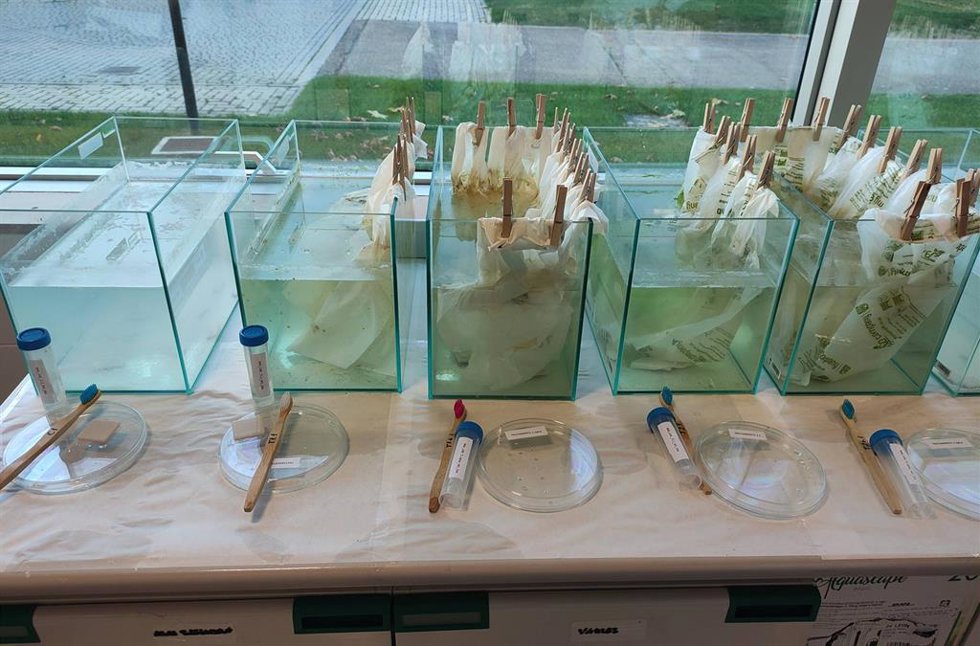 Cultivos experimentales instalados en los centros educativos que han participado en el proyecto.