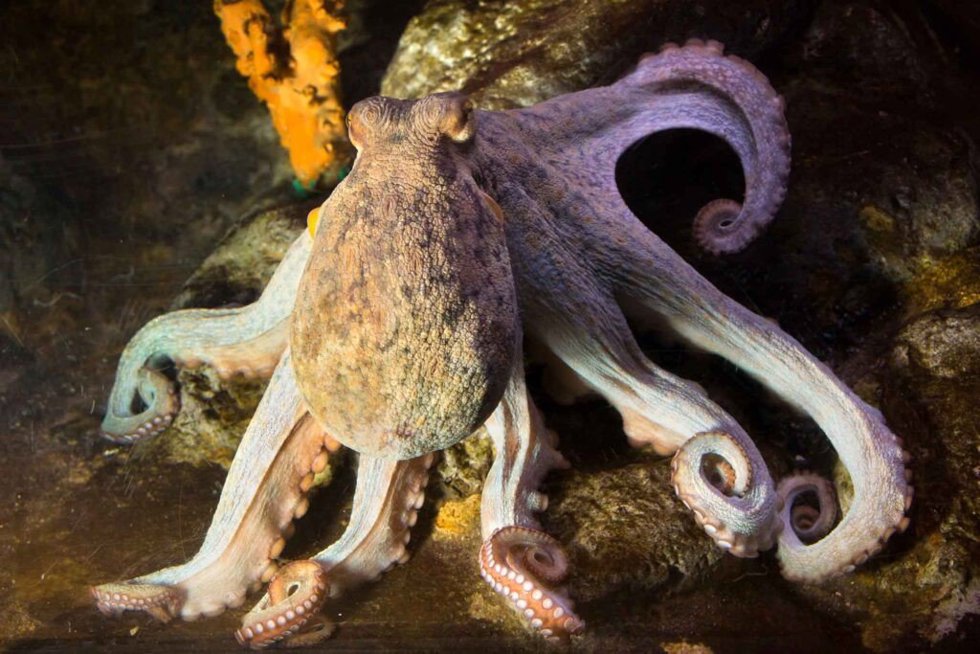 Archivo - Pulpo
